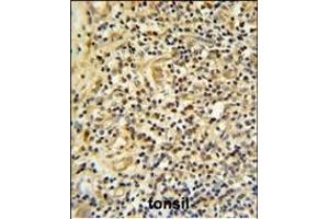 FKBP11 Antibody (C-term) (ABIN652245 and ABIN2841019) IHC analysis in formalin fixed and paraffin embedded human tonsil tissue followed by peroxidase conjugation of the secondary antibody and DAB staining. (FKBP11 antibody  (C-Term))