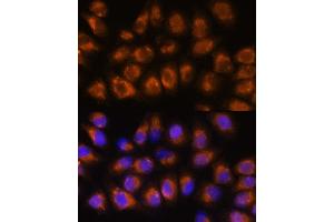 Immunofluorescence analysis of HeLa cells using ACHE Rabbit pAb (ABIN3016742, ABIN3016743, ABIN3016744 and ABIN6219831) at dilution of 1:100.