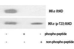 Western Blot (WB) analysis of specific cells using IKKalpha Polyclonal Antibody. (IKK alpha antibody  (Ser249))