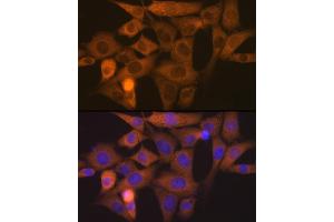 Immunofluorescence analysis of NIH-3T3 cells using NCK11 Rabbit mAb (ABIN7268834) at dilution of 1:100 (40x lens). (NCK1 antibody)