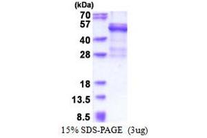 SDS-PAGE (SDS) image for Cathepsin W (CTSW) (AA 22-376) protein (His tag) (ABIN5853468) (Cathepsin W Protein (CTSW) (AA 22-376) (His tag))