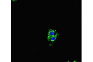 Immunofluorescent analysis of Hela cells using ABIN7161144 at dilution of 1:100 and Alexa Fluor 488-congugated AffiniPure Goat Anti-Rabbit IgG(H+L) (NEO1 antibody  (AA 414-682))