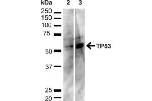 Western blot analysis of Human HeLa and HEK293T cell lysates showing detection of ~43. (p53 antibody  (C-Term) (Atto 488))