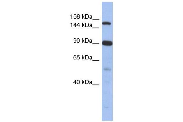 NCOA2 anticorps  (N-Term)