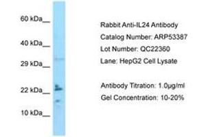 Image no. 1 for anti-Interleukin 24 (IL24) (C-Term) antibody (ABIN6749926) (IL-24 antibody  (C-Term))