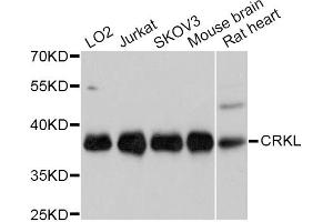 Western blot analysis of extracts of various cell lines, using CRKL Antibody (ABIN5997520) at 1/1000 dilution. (CrkL antibody)