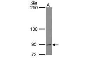 Image no. 1 for anti-Dynamin Binding Protein (DNMBP) (AA 27-236) antibody (ABIN1497874) (DNMBP antibody  (AA 27-236))