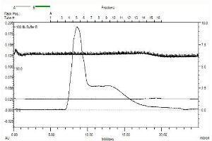 K-Cadherin (CDH6) (AA 54-615), Gel filtration Superose 6, Fraction 7-8 (CDH6 Protein (AA 54-615) (MBP tag))