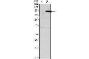 Western blot analysis using TNFRSF11B mAb against HEK293 (1) and TNFRSF11B(AA: 22-401)-hIgGFc transfected HEK293 (2) cell lysate. (Osteoprotegerin antibody)