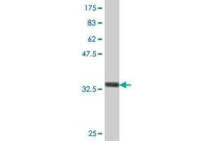 Western Blot detection against Immunogen (37 KDa) . (VNN3 antibody  (AA 175-274))