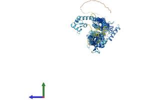AlphaFold protein structure predicition of Human Recombinant ACTN3 Protein, UniprotID Q08043 (ACTN3 Protein (AA 1-901) (His tag))