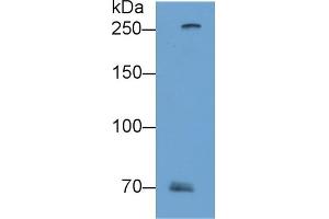 Detection of FLG2 in A431 cell lysate using Polyclonal Antibody to Filaggrin 2 (FLG2) (FLG2 antibody  (AA 1222-1368))