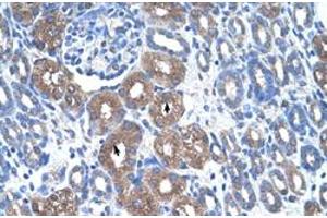 Immunohistochemical staining (Formalin-fixed paraffin-embedded sections) of human kidney with ASS1 polyclonal antibody  at 4-8 ug/mL working concentration. (ASS1 antibody  (N-Term))