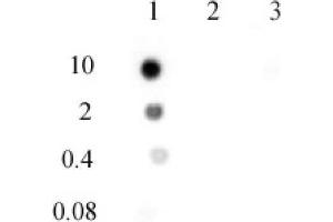 N6-Methyladenosine (m6A) antibody (pAb) tested by DNA dot blot analysis. (N6-Methyladenosine antibody)