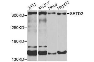Western blot analysis of extracts of various cells, using SETD2 antibody.