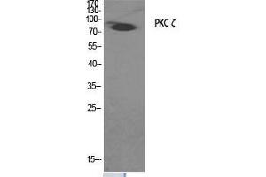 Western Blot (WB) analysis of specific cells using PKC zeta Polyclonal Antibody. (PKC zeta antibody  (Thr33))
