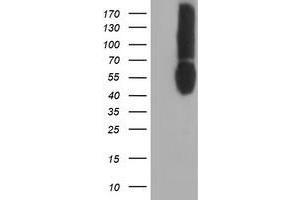 Western Blotting (WB) image for anti-CD80 (CD80) antibody (ABIN1497372) (CD80 antibody)