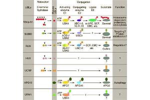 Conjugation pathways for ubiquitin and ubiquitin-like modifiers (UBLs). (CAND1 antibody  (C-Term))