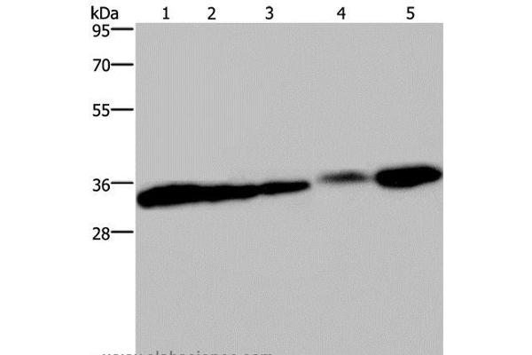 Claudin 23 antibody