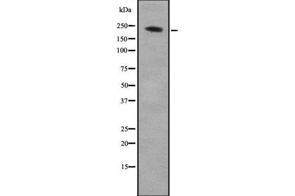 ARHGEF17 antibody  (C-Term)