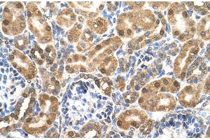 Human kidney (ENO3 antibody  (N-Term))