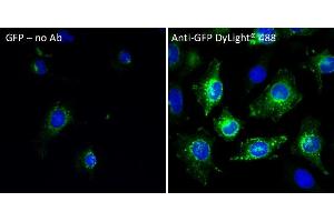 Immunofluorescence (IF) image for anti-Green Fluorescent Protein (GFP) antibody (DyLight 488) (ABIN7273060) (GFP antibody  (DyLight 488))