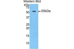 Western Blotting (WB) image for anti-Tissue Factor Pathway Inhibitor (Lipoprotein-Associated Coagulation Inhibitor) (TFPI) (AA 39-275) antibody (APC) (ABIN1860714)