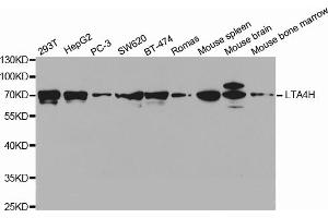 Western blot analysis of extracts of various cell lines, using LTA4H antibody (ABIN5971337) at 1/1000 dilution. (LTA4H antibody)