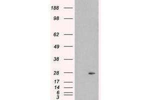Image no. 2 for anti-Pallidin Homolog (PLDN) (C-Term) antibody (ABIN374323)