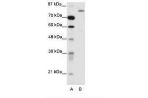 Image no. 1 for anti-Tripartite Motif Containing 28 (TRIM28) (C-Term) antibody (ABIN202928) (KAP1 antibody  (C-Term))