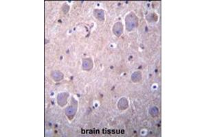 RAP1GDS1 Antibody immunohistochemistry analysis in formalin fixed and paraffin embedded human brain tissue followed by peroxidase conjugation of the secondary antibody and DAB staining. (RAP1GDS1 antibody  (AA 217-244))