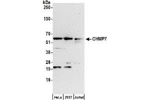 anti-CHMP Family, Member 7 (CHMP7) (AA 400-450) antibody