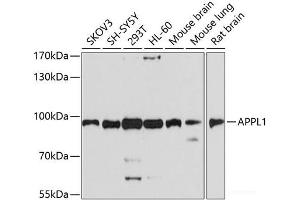 Western blot analysis of extracts of various cell lines using APPL1 Polyclonal Antibody at dilution of 1:1000. (APPL1 antibody)