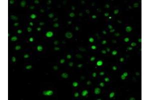 Detection of NUP88 in Human Hela Cells using Polyclonal Antibody to Nucleoporin 88 (NUP88) (NUP88 antibody  (AA 57-296))