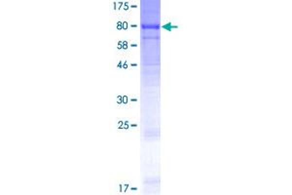 LINGO1 Protein (AA 1-614) (GST tag)