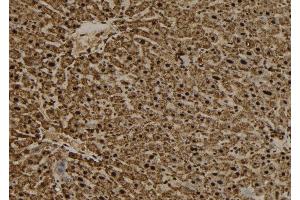ABIN6277558 at 1/100 staining Mouse liver tissue by IHC-P. (RANGAP1 antibody  (N-Term))
