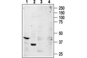 Western blot analysis of rat brain (lanes 1, 3) and rat kidney (lanes 2, 4) lysates:1,2. (Adenosine A1 Receptor (ADORA1) Peptide)