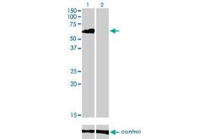 Western Blotting (WB) image for anti-Eukaryotic Translation Initiation Factor 4 gamma 3 (EIF4G3) (AA 1-516) antibody (ABIN599055) (EIF4G3 antibody  (AA 1-516))