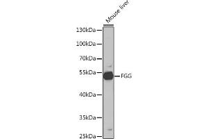 Western blot analysis of extracts of Mouse liver, using FGG Rabbit pAb (ABIN6127896, ABIN6140620, ABIN6140621 and ABIN6221280) at 1:1000 dilution. (FGG antibody  (AA 50-330))