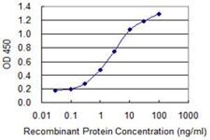 Detection limit for recombinant GST tagged TCEAL1 is 0. (TCEAL1 antibody  (AA 1-159))