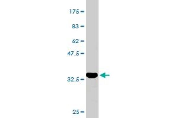 CGB7 antibody  (AA 56-165)
