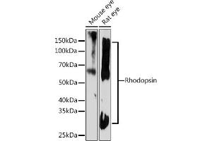 Western blot analysis of extracts of various cell lines, using Rhodopsin Rabbit mAb (ABIN7269974) at 1:1000 dilution. (Rho-related GTP-binding protein antibody)