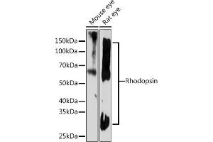 Western blot analysis of extracts of various cell lines, using Rhodopsin Rabbit mAb (ABIN7269974) at 1:1000 dilution.