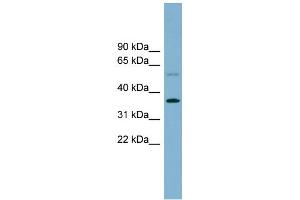 WB Suggested Anti-PLSCR3 Antibody Titration: 0. (PLSCR3 antibody  (Middle Region))