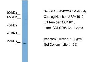 WB Suggested Anti-D4S234E  Antibody Titration: 0.