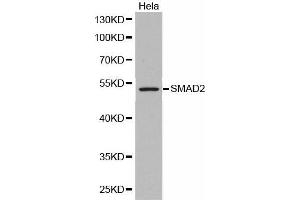 Western Blotting (WB) image for anti-SMAD, Mothers Against DPP Homolog 2 (SMAD2) antibody (ABIN1513537)