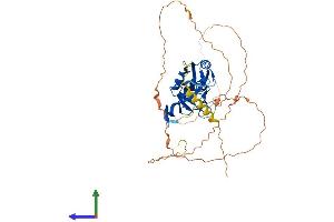 Protein Structure (PS) image for T-Box 19 (TBX19) (AA 1-448) protein (His tag) (ABIN7544297)