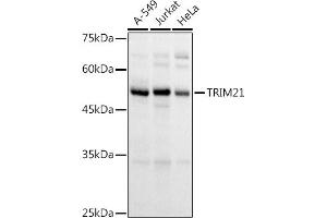 Western blot analysis of extracts of various cell lines, using TRIM21/SS-A antibody (ABIN6131376, ABIN6149506, ABIN6149507 and ABIN6217587) at 1:1000 dilution.