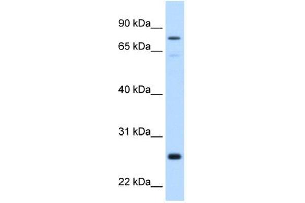GSTM2 antibody  (N-Term)