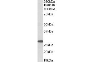 ABIN5539880 (0. (PTGDS antibody  (Internal Region))
